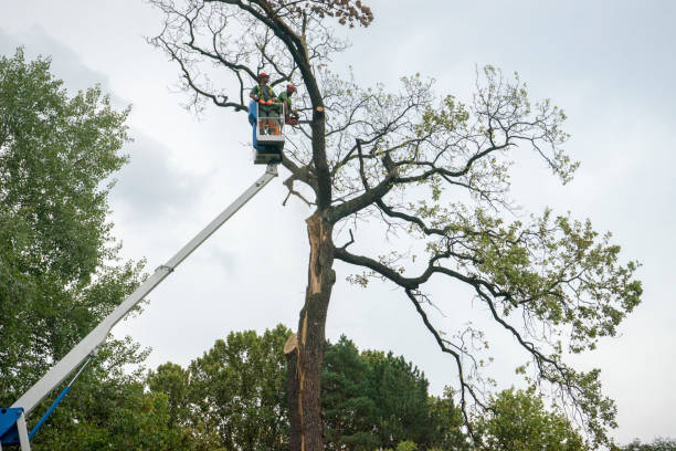 Best Fruit Tree Pruning  in Little Falls, MN