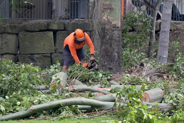 Best Commercial Tree Services  in Little Falls, MN