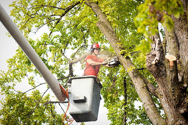 Professional Tree Services in Little Falls, MN